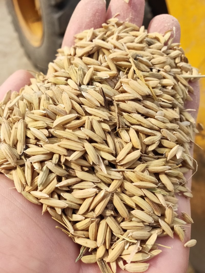 籼稻之旅,与自然交响,探寻内心平静之道