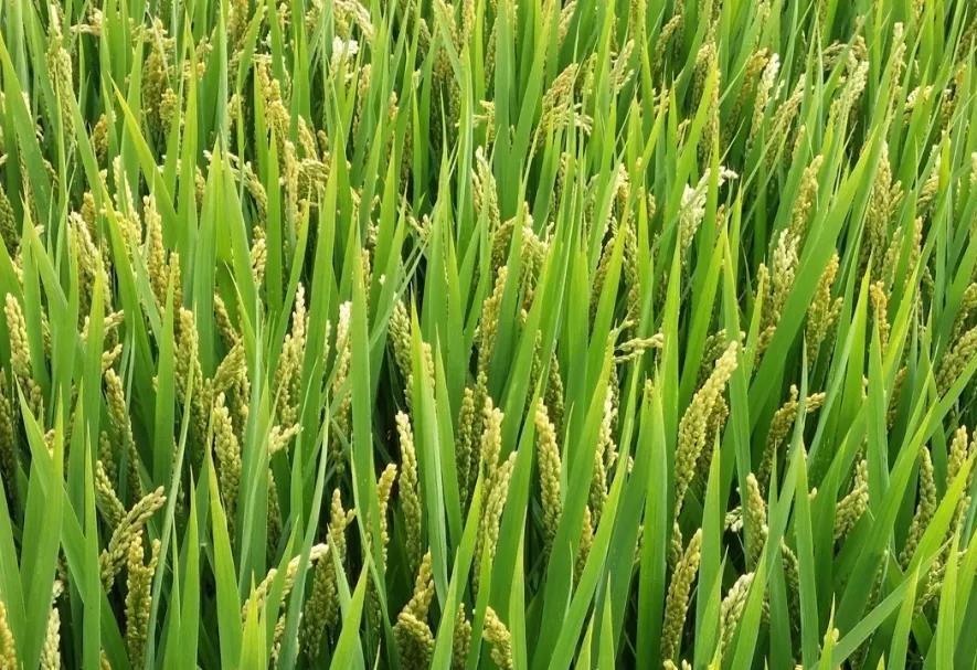 粳稻的多元价值探讨