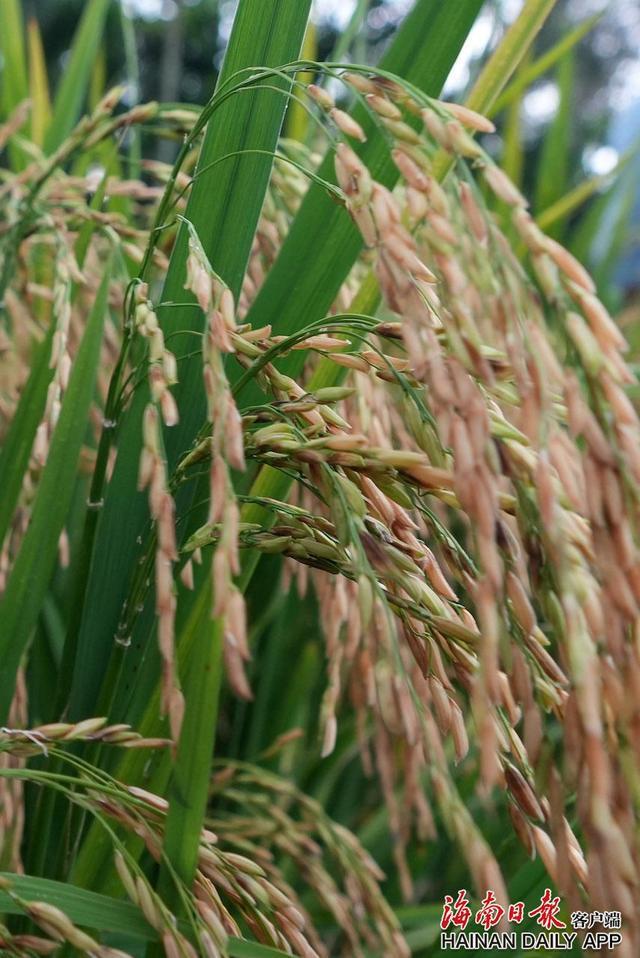 香稻的种植、收获与人生感悟之旅