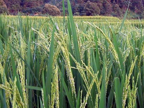 香稻的种植、收获与人生感悟之旅