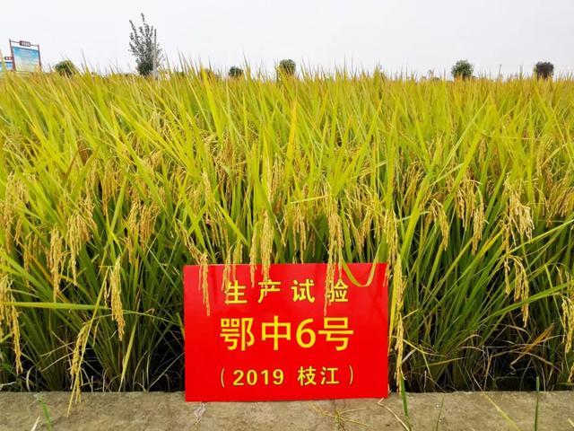 香稻的种植、收获与人生感悟之旅