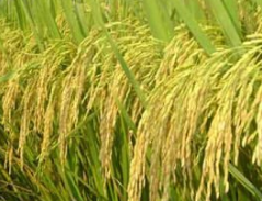 糯稻，自然之礼，美味佳肴之选