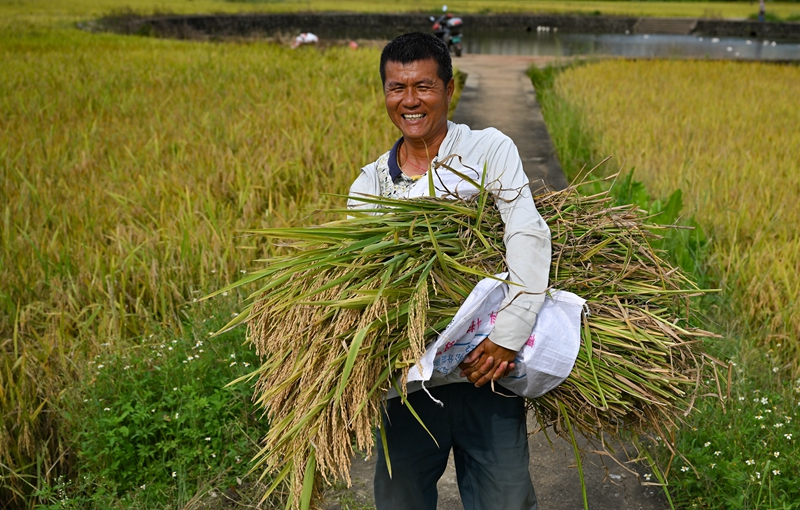 早稻之旅，追寻内心宁静的绿色征途