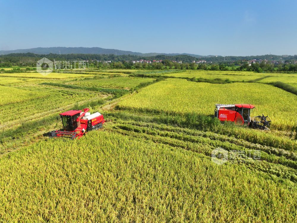 探寻中稻奥秘，农业作物的重要性与粮食安全关联解析