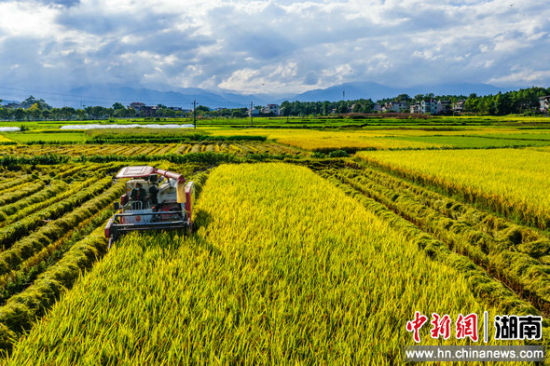 探寻中稻奥秘,农业作物的重要性与粮食安全关联解析