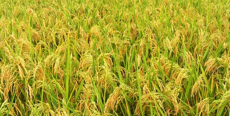 晚稻收获季节的独特魅力