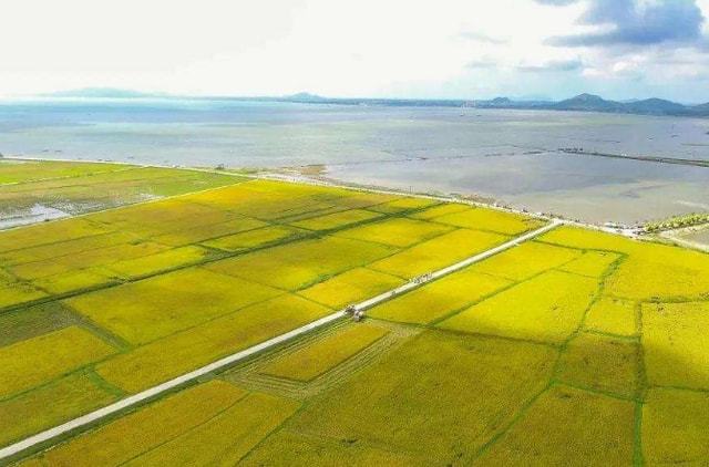 海水稻,家的温馨故事与种植之旅