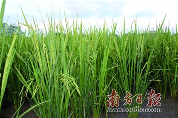 再生稻，丰收之星，新时代的粮食安全守护者