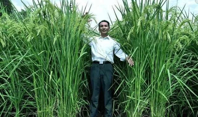 巨型稻下的田园生活，温馨日常的探寻