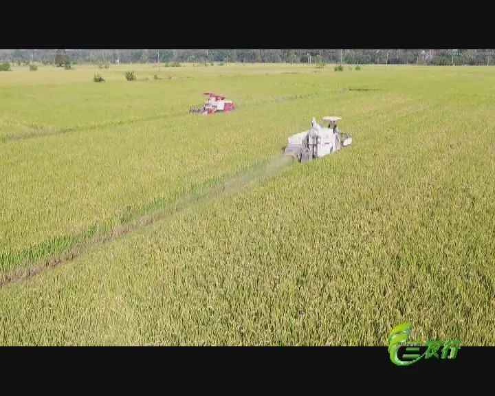 稻香秘境，节水稻在小巷深处的传奇故事