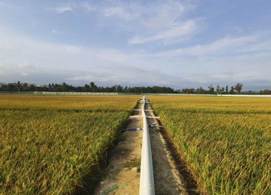 耐盐碱稻，盐碱地中的绿色希望奇迹