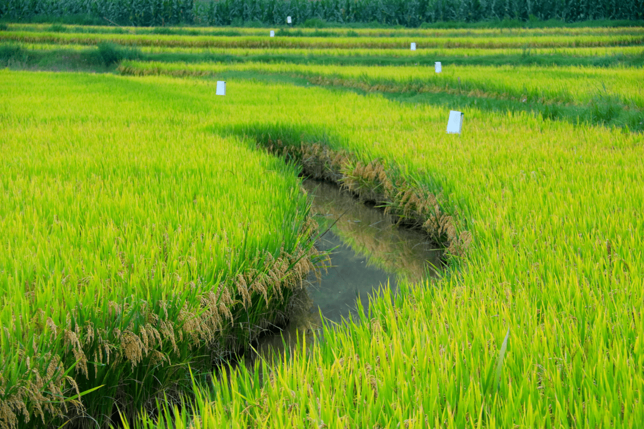 耐寒稻，适应性强、潜力巨大的作物品种揭秘