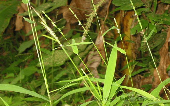 耐旱稻，田园生活中的抗旱先锋