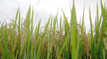 功能稻，为尊敬的听众朋友们带来独特体验