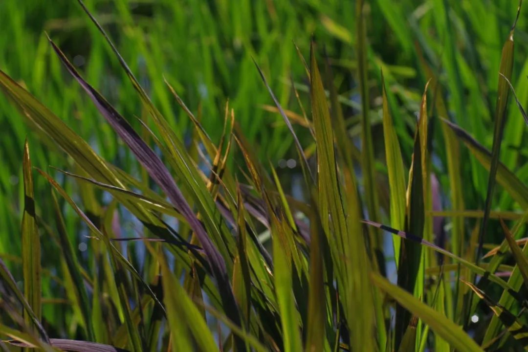 彩色稻，多彩谷物的魅力与探索