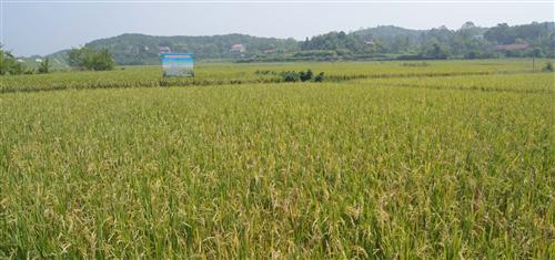 有机稻，探索绿色稻田的奥秘，向听众朋友们问好！