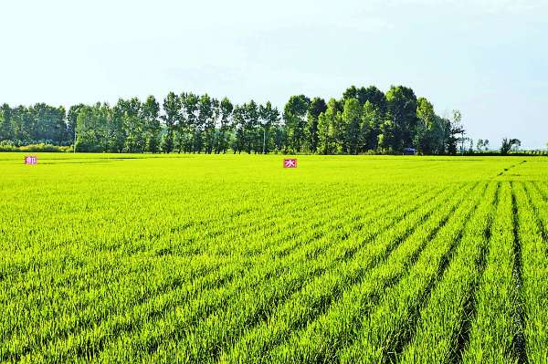 绿色稻的田园之旅，追寻内心平静的旅程