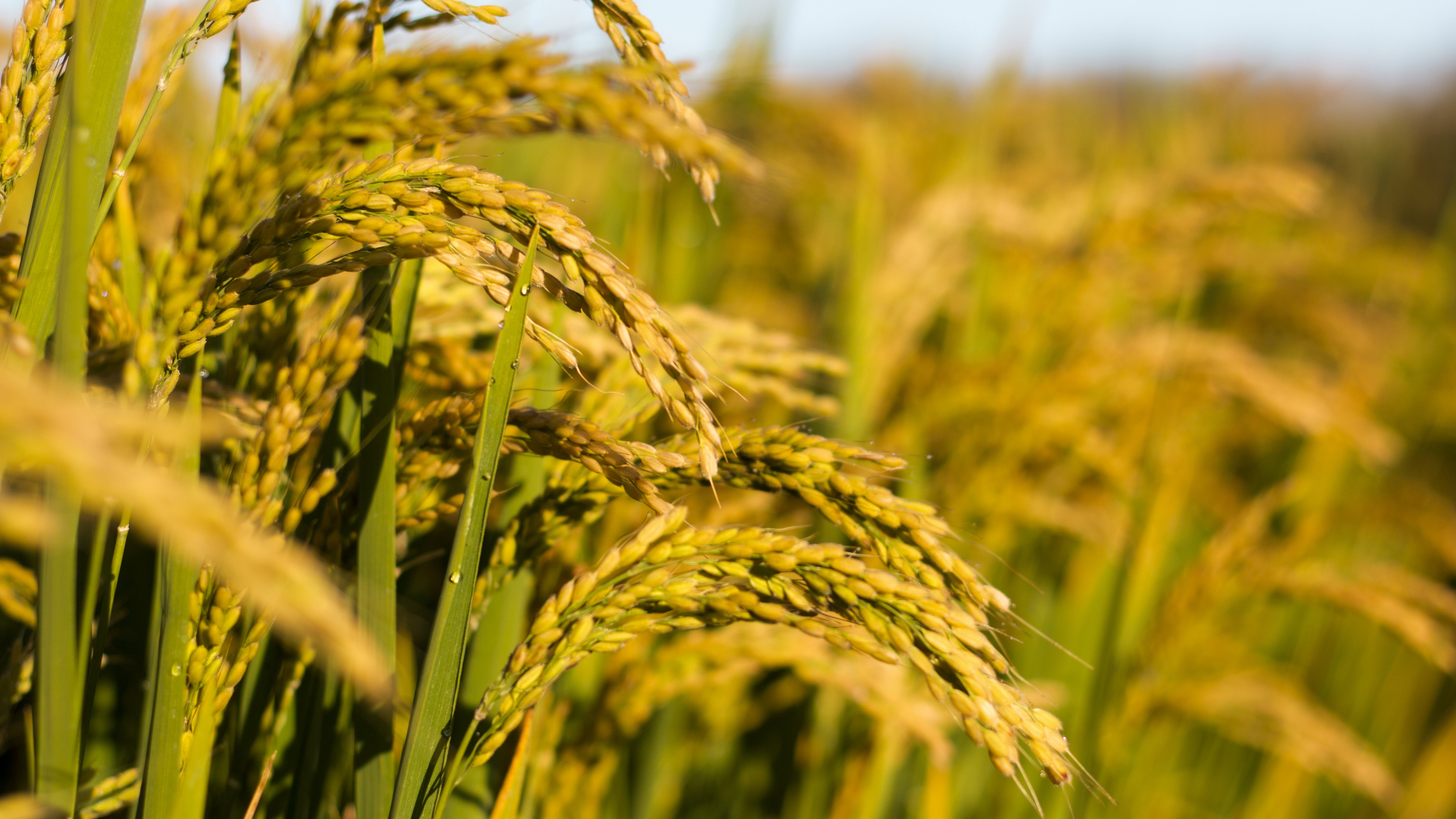 一粒种子的成长与无限可能，探寻保健稻的奥秘与潜力