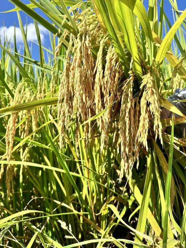 航天稻，探索星辰大海的金色使者先锋