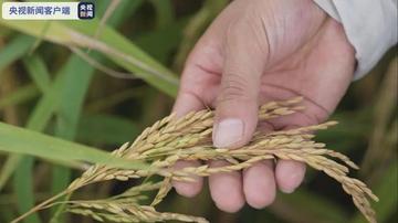 太空稻，小巷深处的味觉宇宙探索