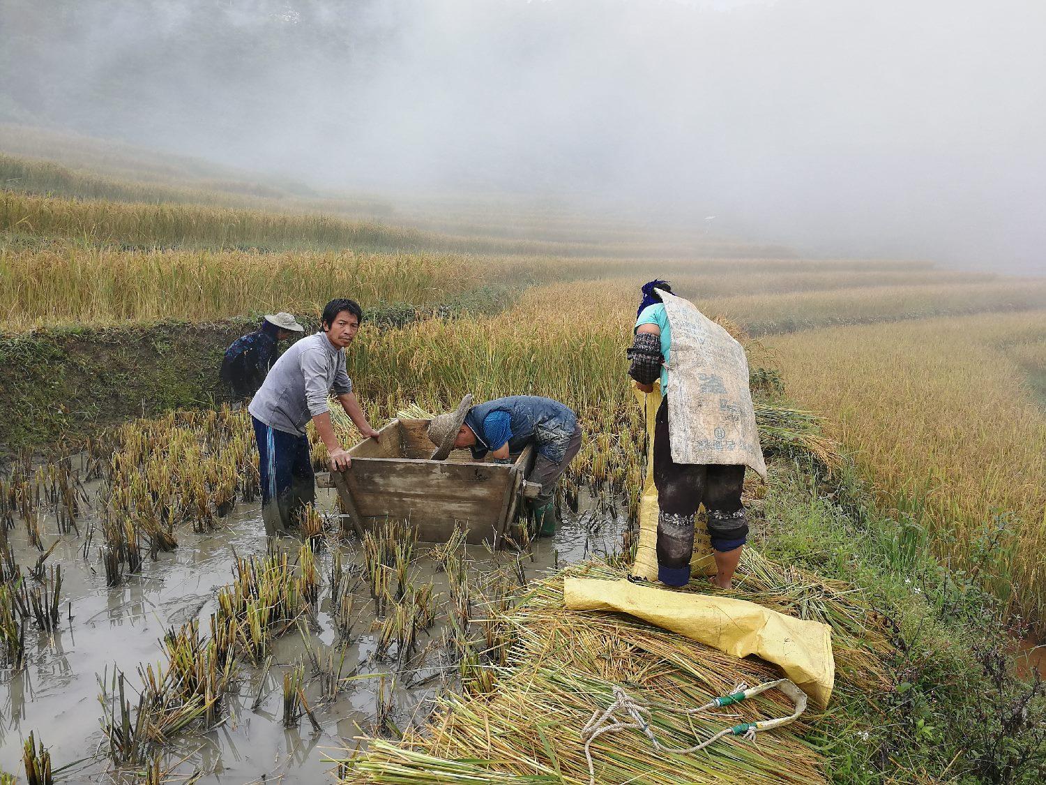 稻谷，全球粮食安全的基石与丰饶的象征