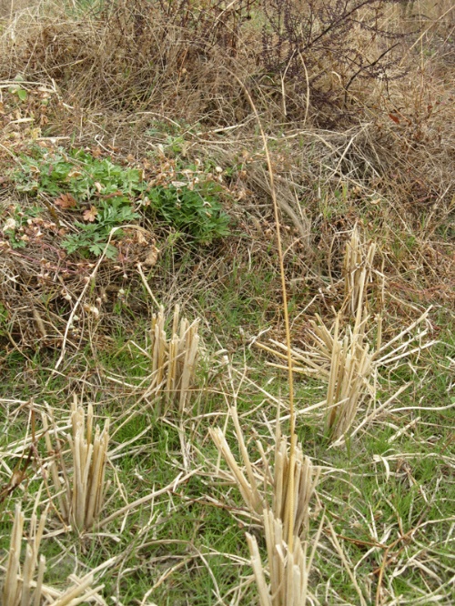 稻根,自然之韵,健康之选