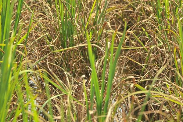 稻瘟病,农田里的吟唱与挑战