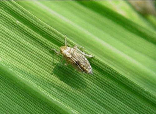 稻飞虱的夏日冒险之旅