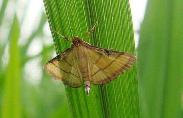 稻纵卷叶螟,稻田中的隐秘艺术家