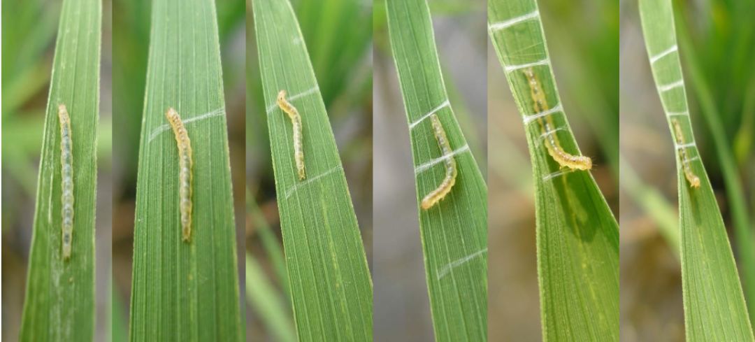 稻纵卷叶螟,稻田中的隐秘艺术家