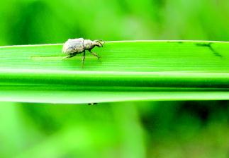 稻水象甲,探索其独特韵味与生态价值