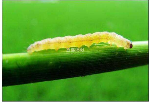 稻螟虫,深度解析与评论