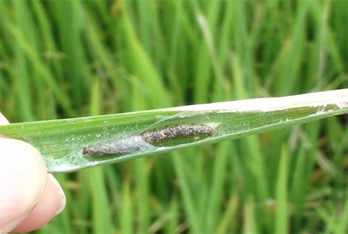 稻螟虫,深度解析与评论