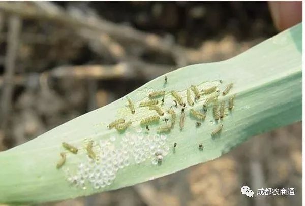 稻螟虫,深度解析与评论