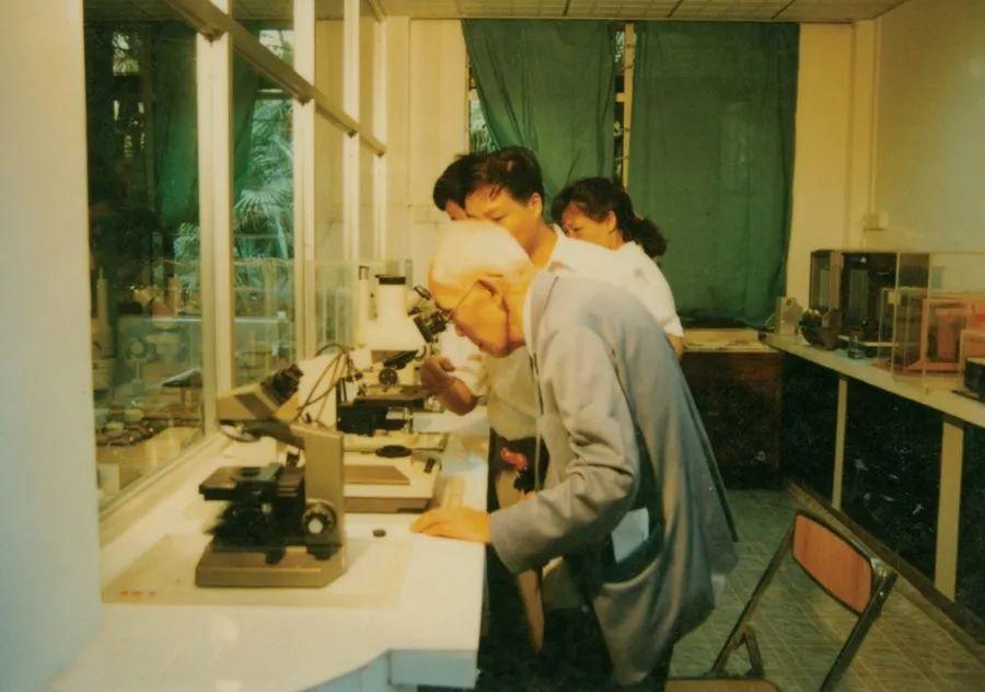 稻瘿蚊,稻田守护的秘密武器揭秘