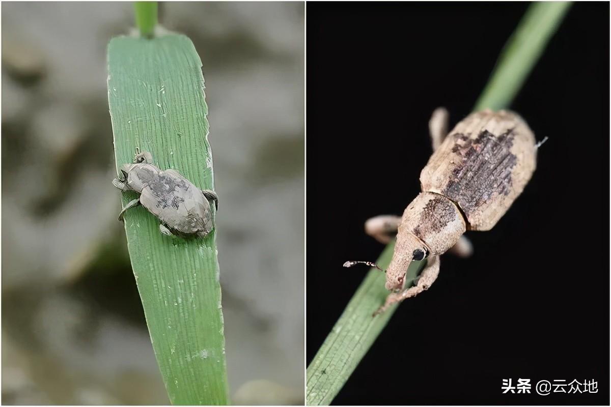稻瘿蚊,稻田守护的秘密武器揭秘