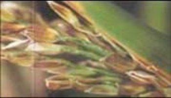 稻叶鞘腐败病详解,了解、预防与治疗指南