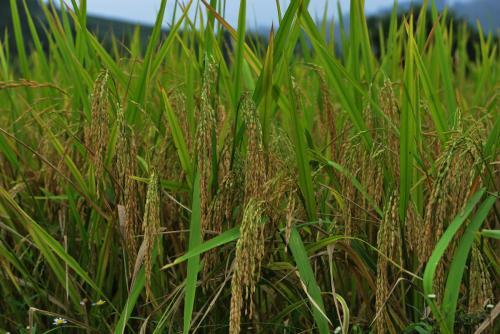 稻子——自然的馈赠与丰收的希望