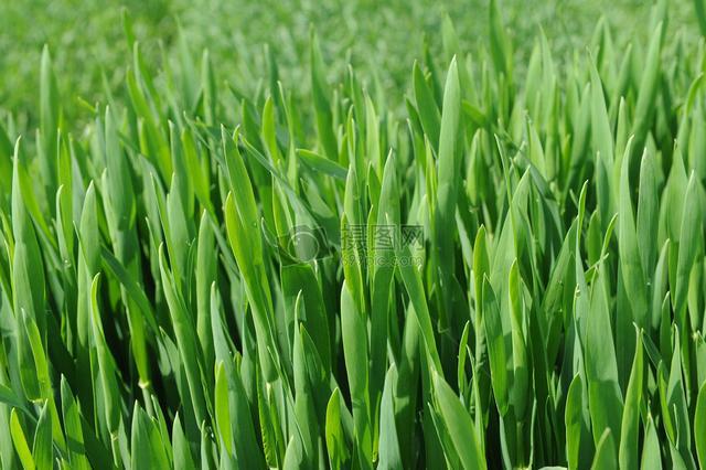 稻麦种子,成长的力量之源