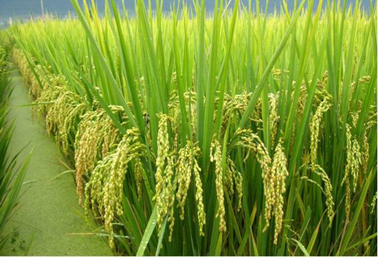 南方丰饶之稻，籼稻的种植与特点