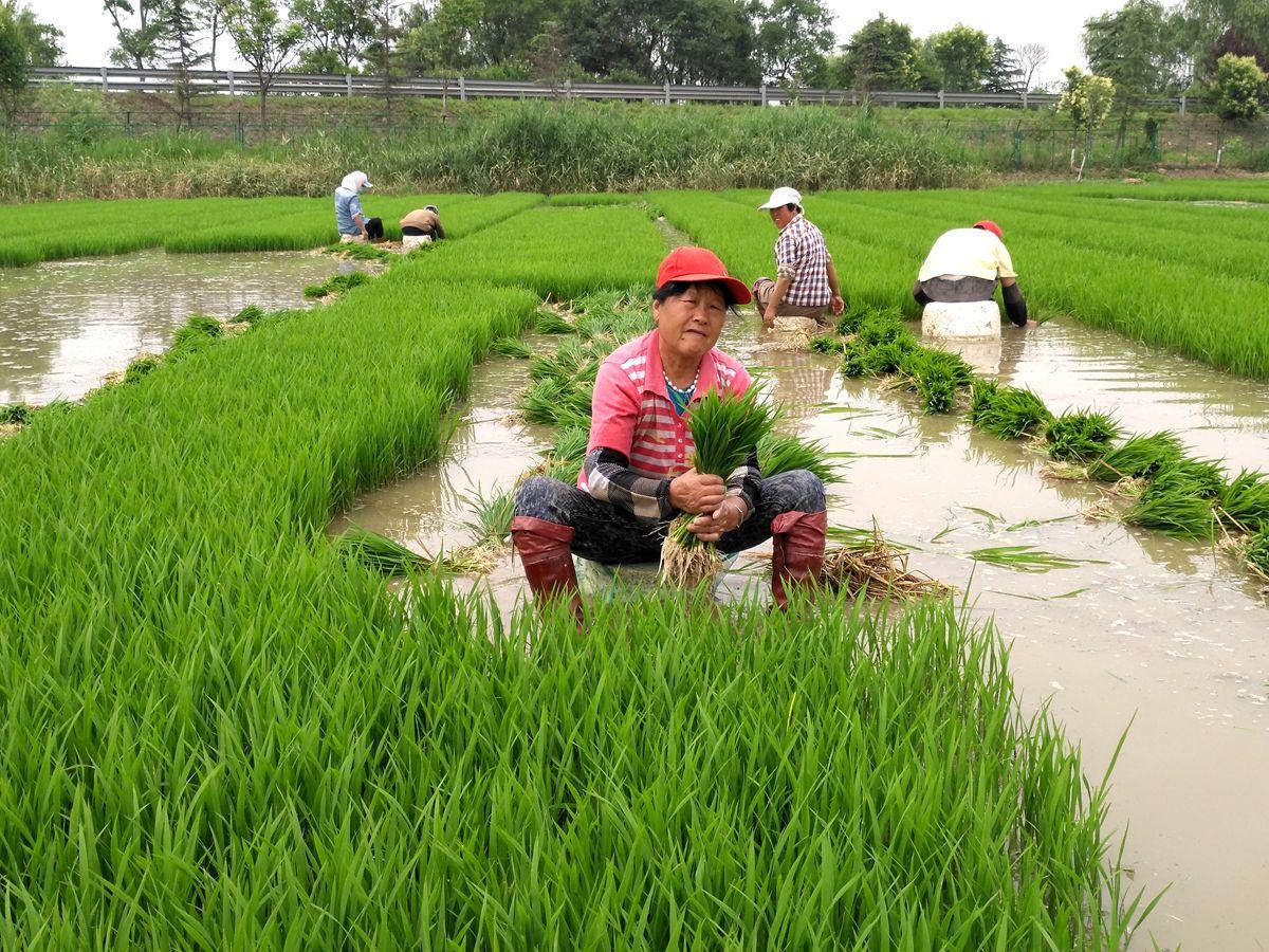 水稻田，绿色生命的滋养之源
