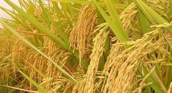 农业科技的璀璨明珠，杂交稻的崛起与成就