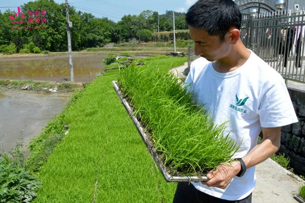糯稻之旅，种子之力与成长自信的探索