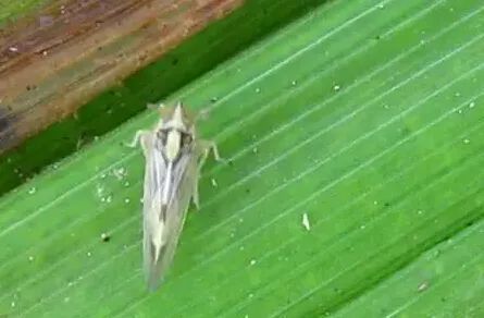 稻飞虱肆虐引发农田危机警报！🔥🐛紧急应对虫害威胁！