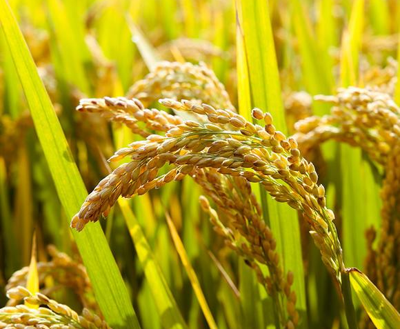 小站稻，时代稻田中的传奇传奇故事