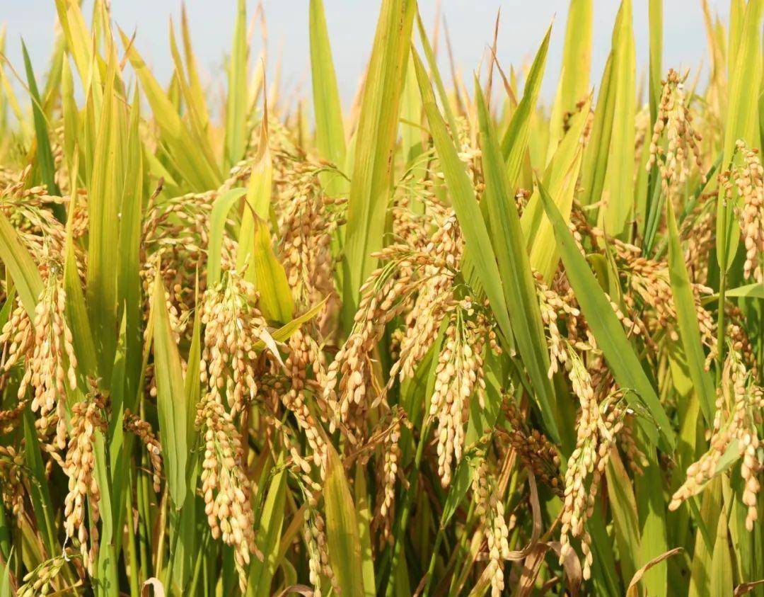 早籼稻，农业之瑰宝，丰收的希望