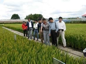 水稻所，稻田之歌与故事探秘