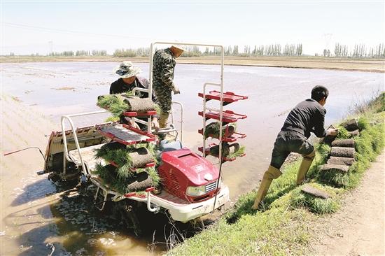 电影深水稻深度解析，稻田中的情感与启示